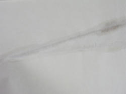 5529.JPG