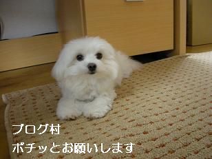 にほんブログ村 犬ブログ マルチーズへ