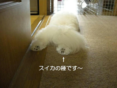 DSCN6010.JPG