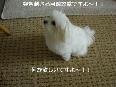 DSCN6138.JPG