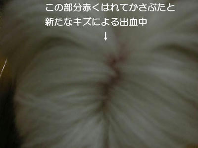 DSCN6166.JPG