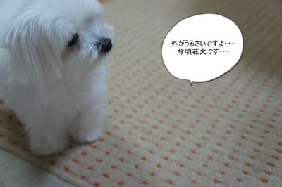 DSC02659.jpg