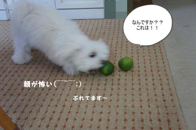 DSC02981.jpg