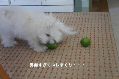 DSC02989.jpg
