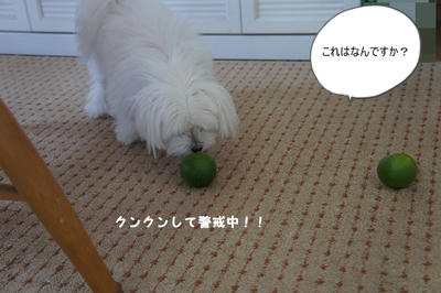 DSC02996.jpg
