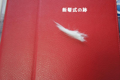 DSC03259.jpg