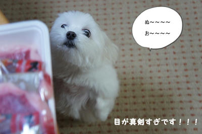 DSC03177.jpg