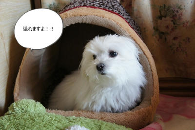 DSC03332.jpg
