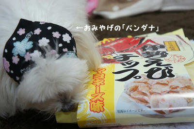 DSC03339.jpg