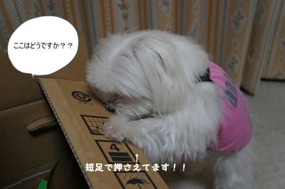 DSC03497.jpg