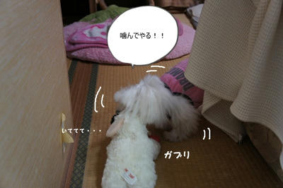 DSC03526.jpg