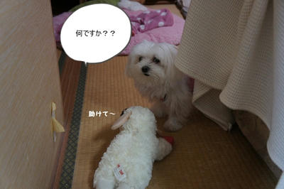 DSC03527.jpg