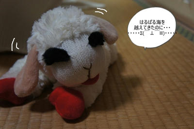 DSC03529.jpg