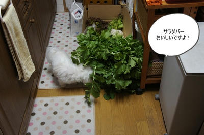 DSC03627.jpg
