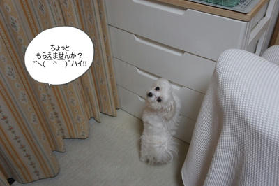 DSC03730.jpg