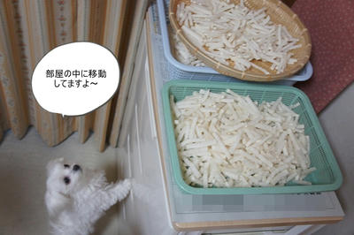 DSC03733.jpg
