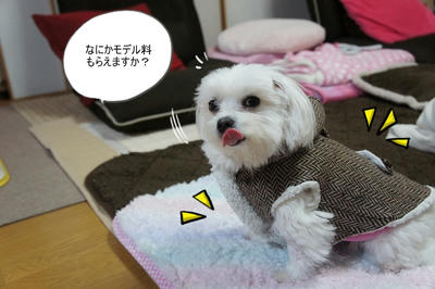 DSC03787.jpg