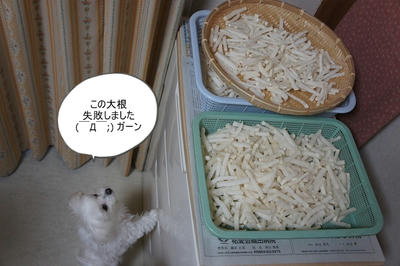 DSC03736.jpg