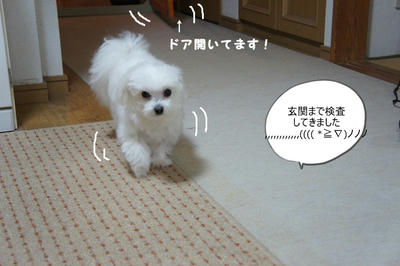 DSC03806.jpg