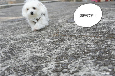 DSC04248.jpg