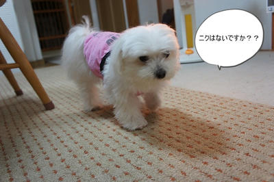 DSC04274.jpg