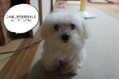 DSC04373.jpg