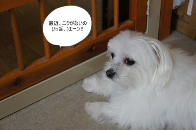DSC04516.jpg