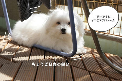 DSC04924.jpg