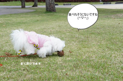 DSC04966.jpg