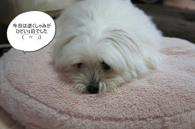 DSC05087.jpg