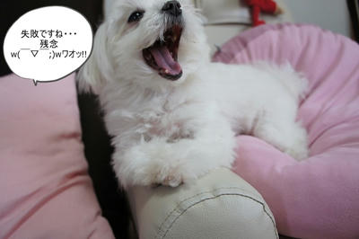 DSC06264.jpg