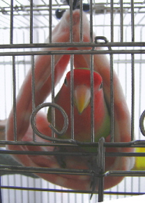 インコのおうち