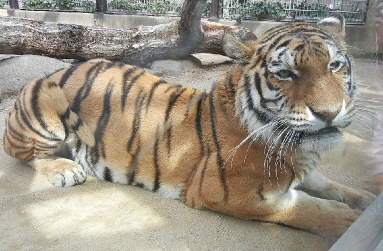 王子動物園のトラ