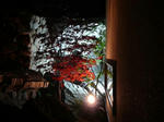 P1040530-2.jpg