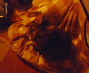 20060107113316