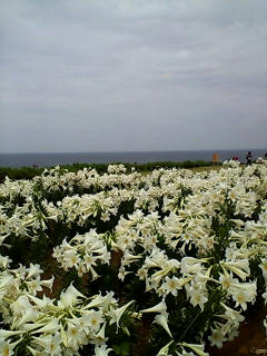 20080506133503.jpg