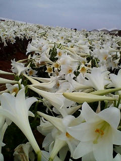 20080506130417.jpg