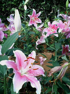 20080506134324.jpg