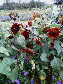 20080506142941.jpg