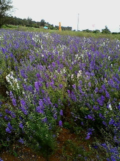 20080506143255.jpg