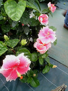 20080506151541.jpg