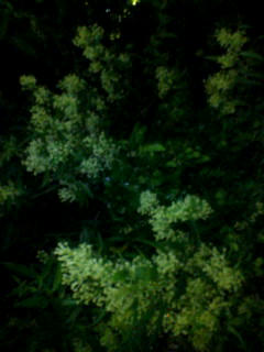 20080513203904.jpg