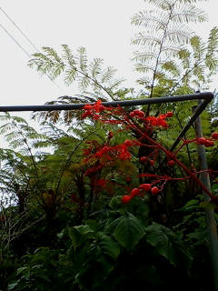 20080622112047.jpg