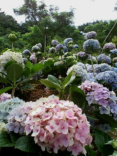 20080622112304.jpg