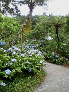 20080622113316.jpg