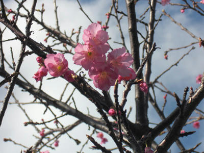 CIMG0715.jpg