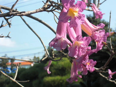 CIMG0717.jpg