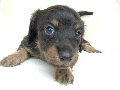 dachshund00.gif
