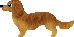 dachshund04.gif