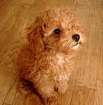 poodle06.jpg